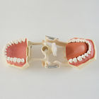 Light  Medical Teaching Dental Study Models With DP Articulator VIC-A7