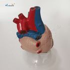 Human Heart Anatomical Model Medical Science Teaching Model
