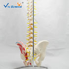 Life Size 9kgs 80x32x39cm Anatomical Skeleton Model