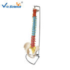 Didactic Vertebral Column With Pelvis 9kgs Anatomical Skeleton Model