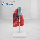 Medical Science Teaching Aids Pvc Human Lungs Model
