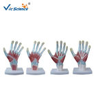 4pieces/Set Human Hand Pvc Anatomical Medical Model