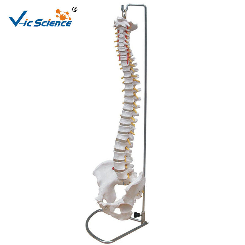 9kgs Medical Human 80cm Anatomical Skeleton Model