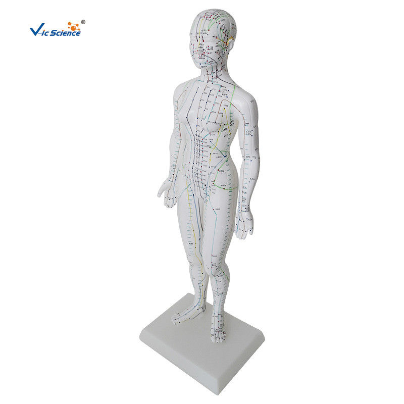 Female Medical Acupuncture 48cm Human Body Massage Model