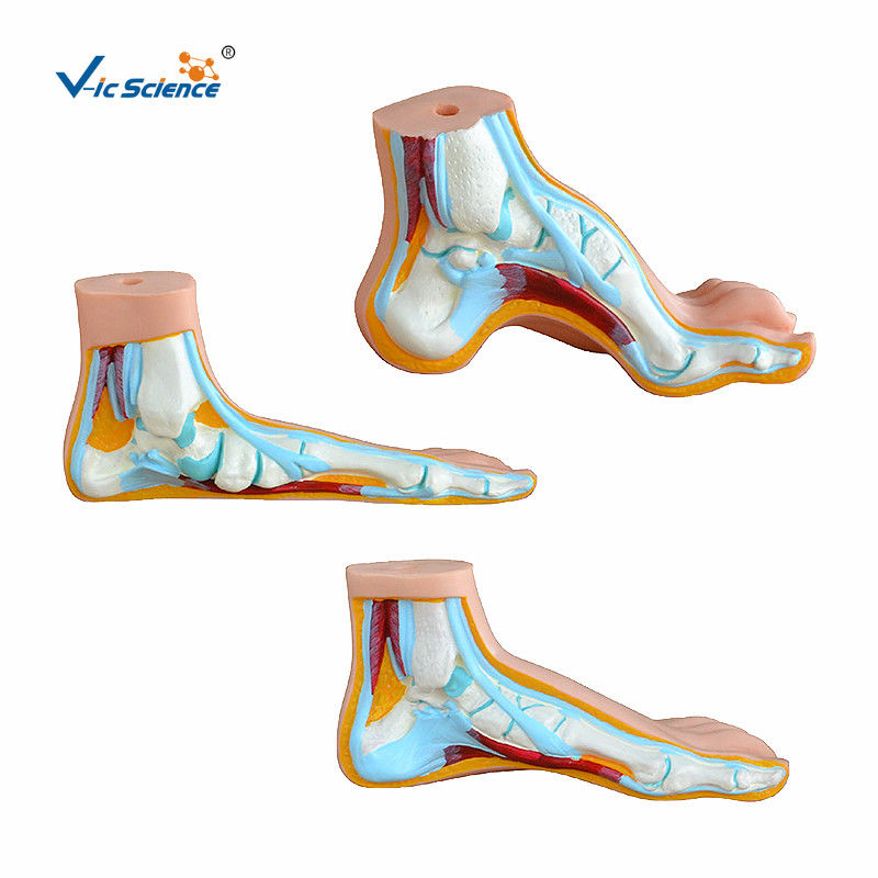 Normal Flat And Arched 74x43x29cm Human Foot Model 4 Parts/Set